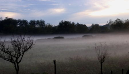 foggy river